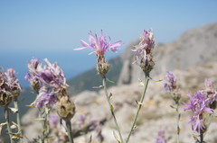Centaurea comperana