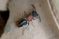 Pseudomethoca gounellei