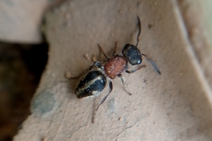 Pseudomethoca gounellei