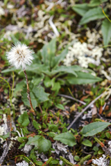 Endocellion glaciale