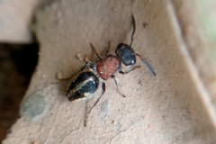 Pseudomethoca gounellei