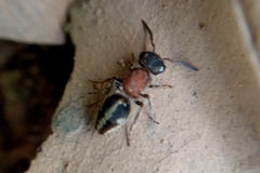 Pseudomethoca gounellei