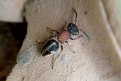 Pseudomethoca gounellei