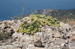Teucrium montanum jailae