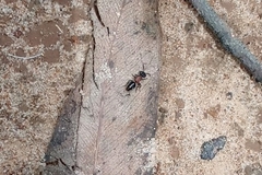 Pseudomethoca gounellei