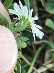 Symphyotrichum pilosum