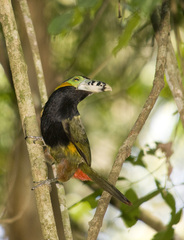 Selenidera maculirostris