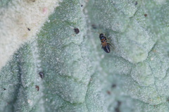 Ischnocoris hemipterus