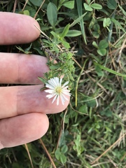 Symphyotrichum pilosum