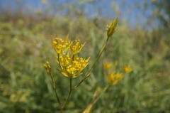 Bupleurum odontites