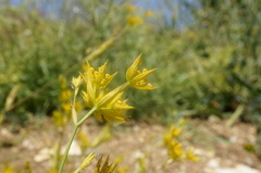 Bupleurum odontites