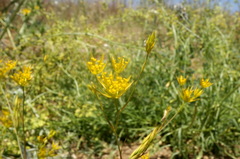 Bupleurum odontites