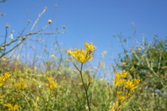 Bupleurum odontites
