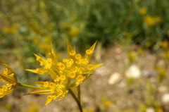 Bupleurum odontites