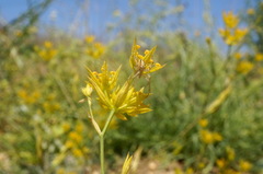 Bupleurum odontites