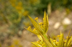 Bupleurum odontites