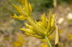 Bupleurum odontites