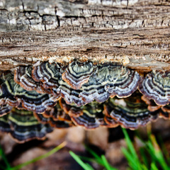 Trametes versicolor