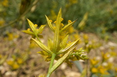 Bupleurum odontites