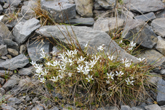 Pseudocherleria macrocarpa