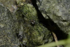 Mitostoma chrysomelas