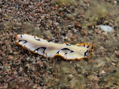 Pseudoceros scriptus