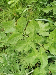 Heracleum sphondylium