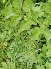 Heracleum sphondylium