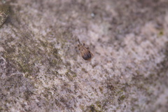 Trichopterapion holosericeum