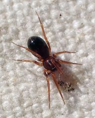 Scotinella