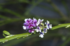 Carmichaelia odorata