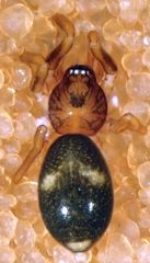 Scotinella