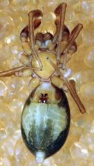 Scotinella