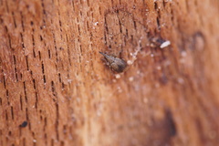 Trichopterapion holosericeum