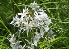 Amsonia ciliata