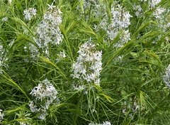 Amsonia ciliata