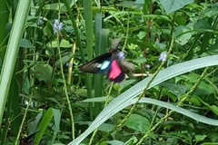 Parides neophilus