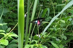 Parides neophilus
