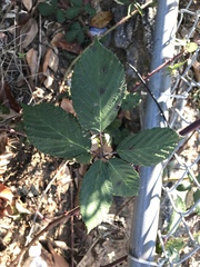 Rubus bifrons