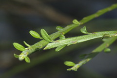Carmichaelia odorata