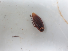 Periplaneta americana
