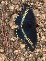 Battus polydamas psittacus