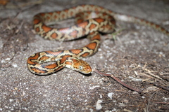 Pseudelaphe flavirufa