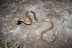 Pseudelaphe flavirufa