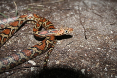 Pseudelaphe flavirufa