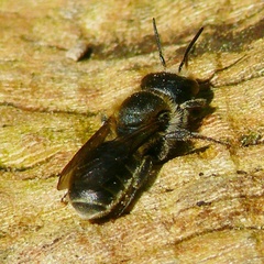 Osmia caerulescens