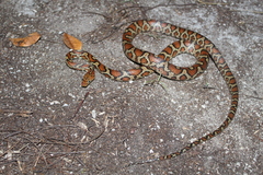 Pseudelaphe flavirufa