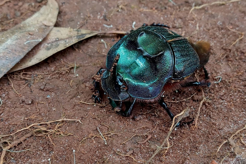 Coprophanaeus ensifer