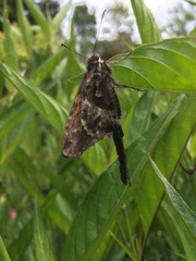 Chioides iverna