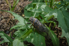 Okanagana occidentalis